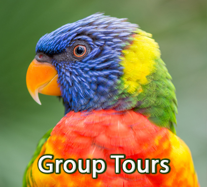 Red-rumped Parakeet | Bird Kingdom