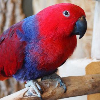 Female Eclectus Parrot