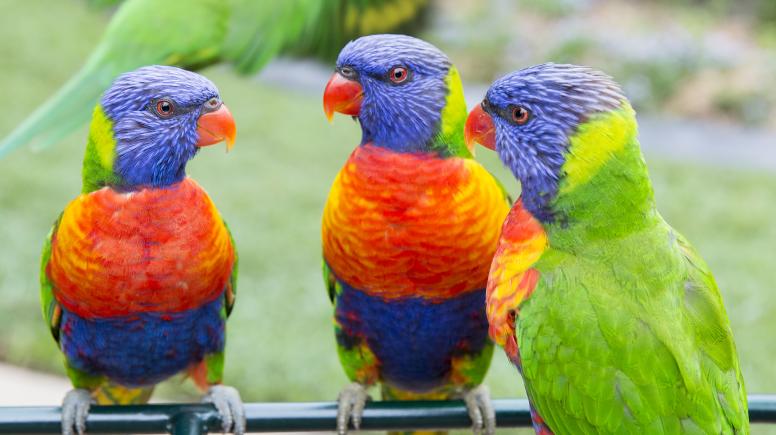 3 parrots in our main aviary