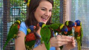 Feeding the Lorikeets